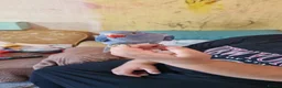 Parrots birds for sale: Indian ringnecks for sale READY TO GO - Advert 6