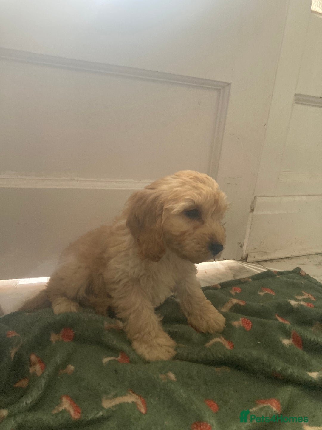 Cockapoo dogs for sale: Toy cockapoo pups - Image 5