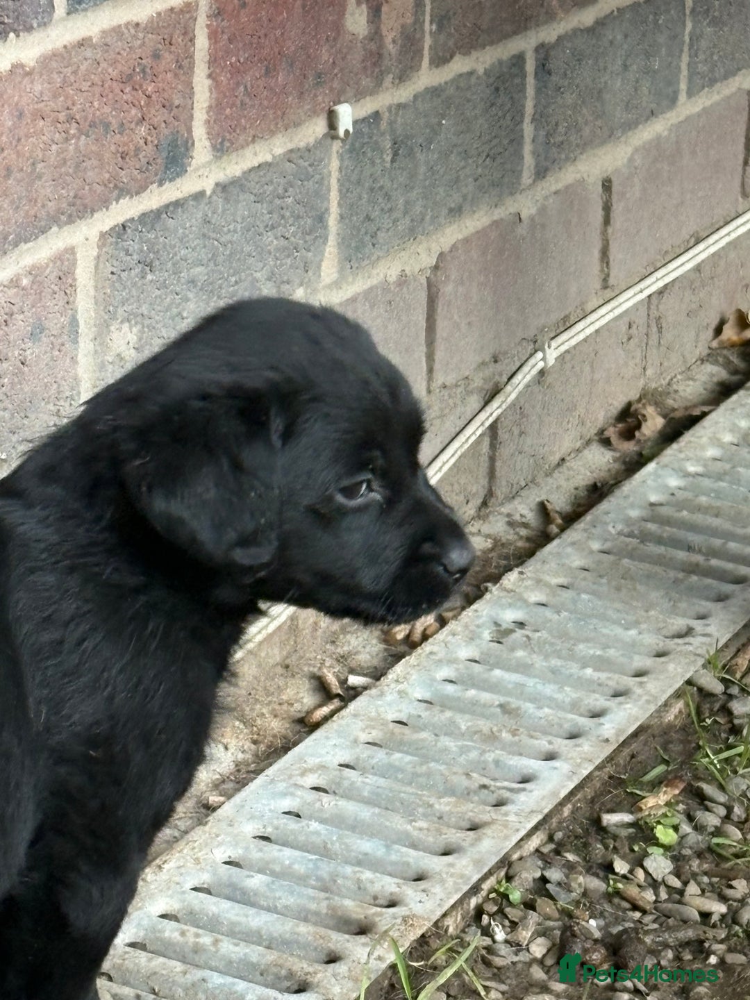 Labrador Retriever dogs for sale: Labrador girl’s ready now  - Advert 17