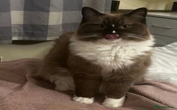 Ragdoll cats for sale: Unique patterned fluffy Ragdoll kittens - Image 29