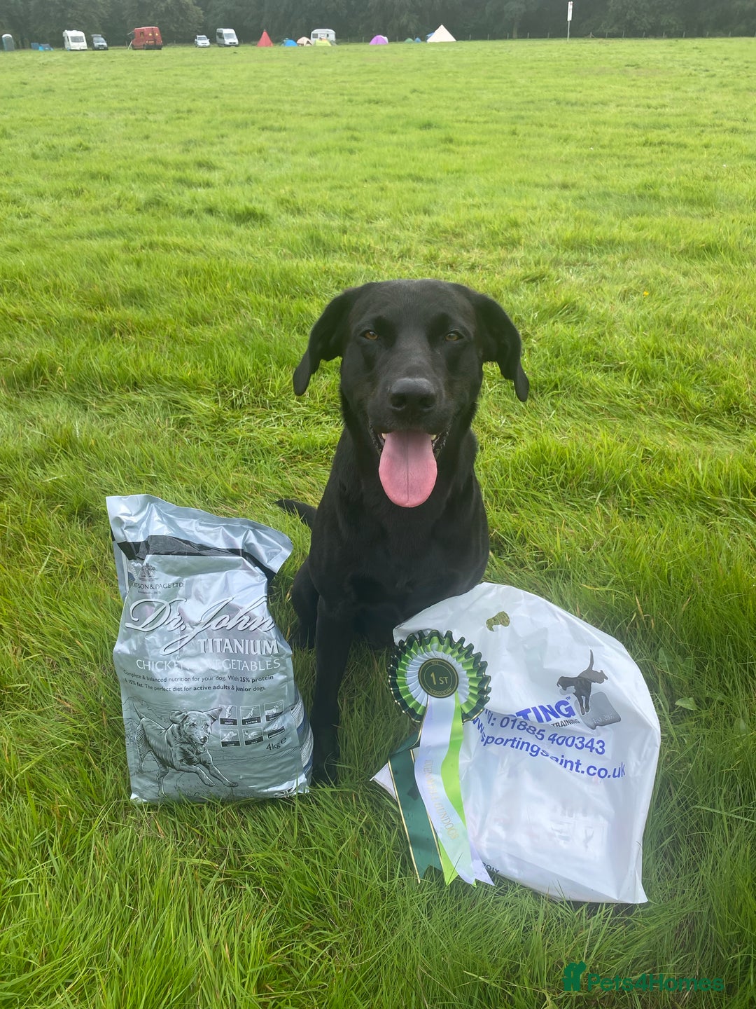 Labrador Retriever dogs for stud: KC registered, health checked, proven stud dog! in Radstock - Image 2