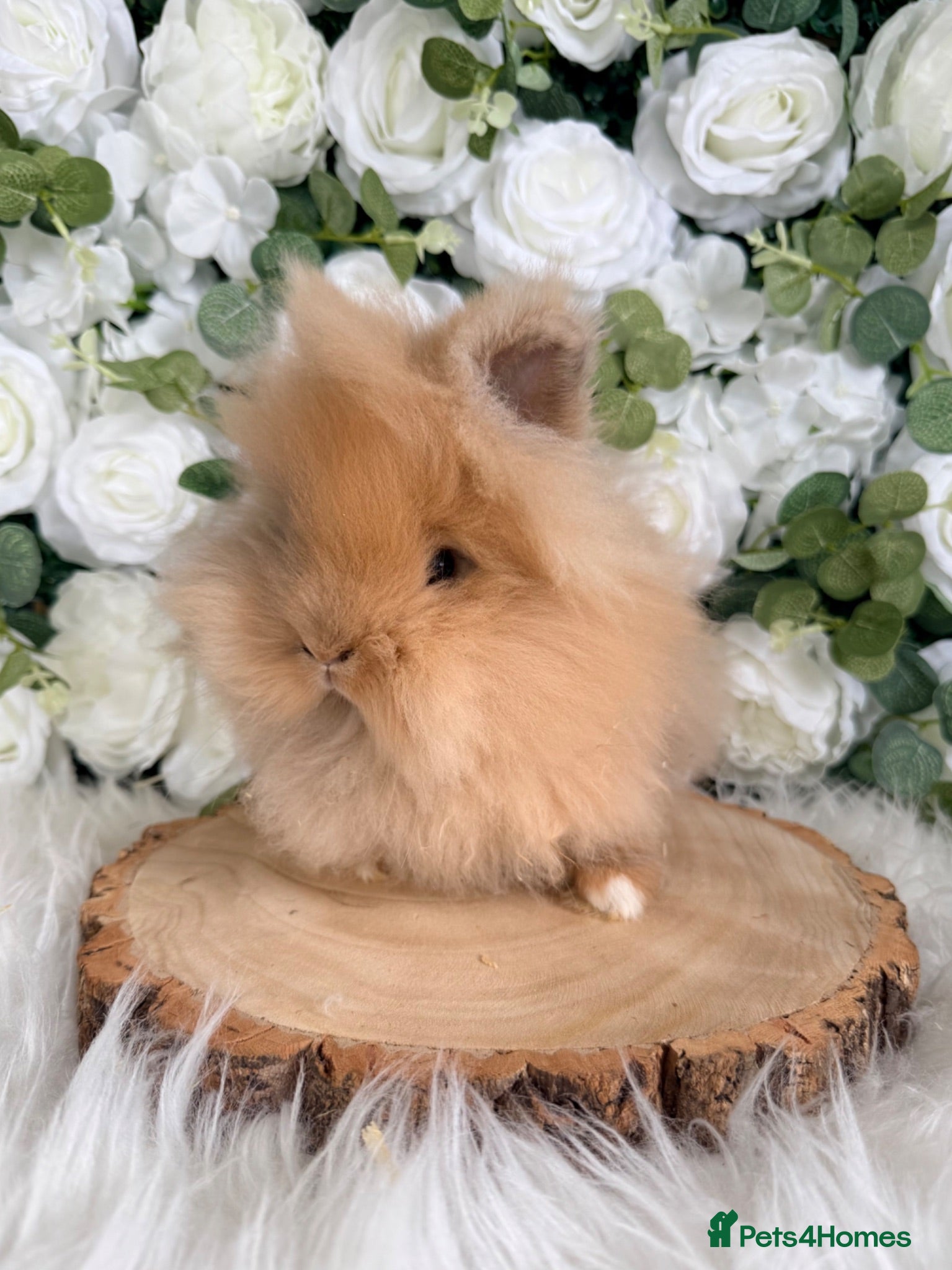 Lionhead rabbits 🤍 Boy & Girl Lionhead Ready Now 🤍 xxx - Advert 10