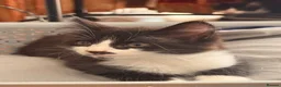 British Shorthair cats for sale: 4 black + white female kittens - Advert 19
