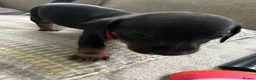 Miniature Dachshund dogs for sale: Miniature smooth haired dachshund pups for sale - Advert 15