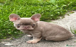 French Bulldog dogs for stud: Solid Isabella Frenchie Stud - Image 6