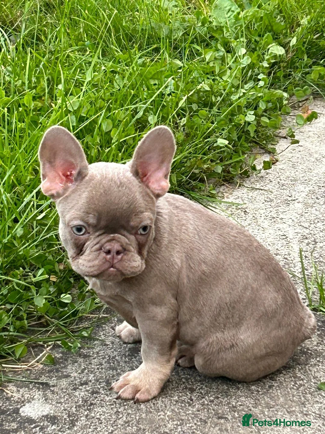French Bulldog dogs for stud: Solid Isabella Frenchie Stud - Advert 6