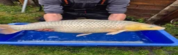 Koi Carp fish for sale: Pond closure - Advert 20
