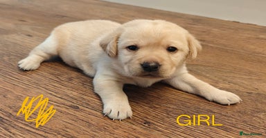 Labrador Retriever dogs - Advert 2