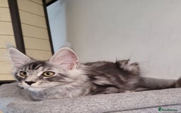 Maine Coon cats for sale: Tica registered maine coon kittens  in Ipswich - Image 13
