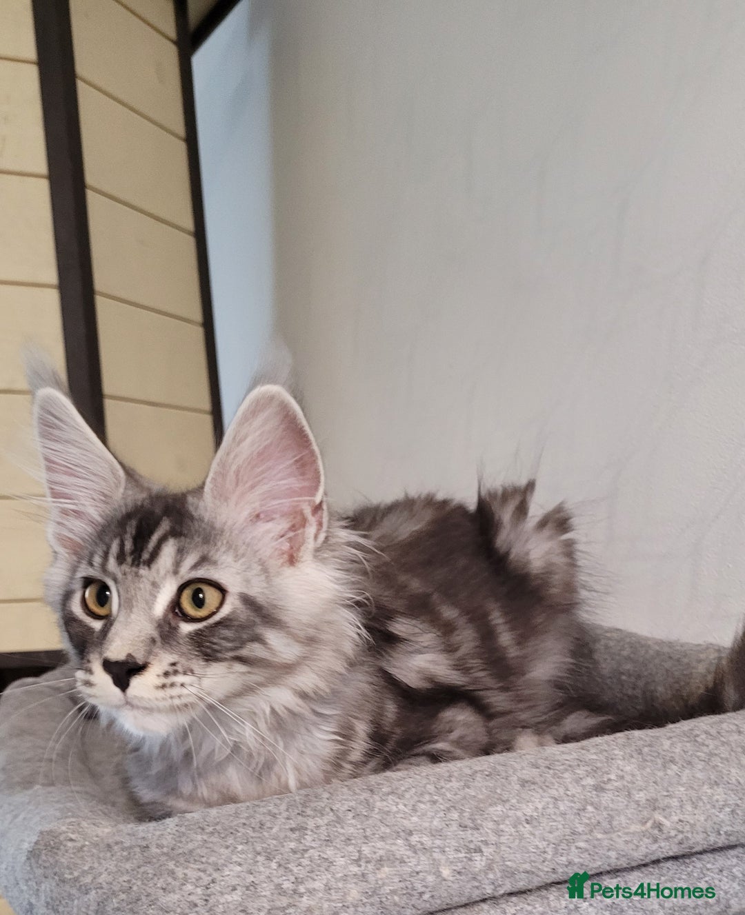 Maine Coon cats for sale: Tica registered maine coon kittens  in Ipswich - Image 13