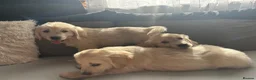 Golden Retriever dogs for sale: Golden Retriever Puppy’s  in Knottingley - Advert 6