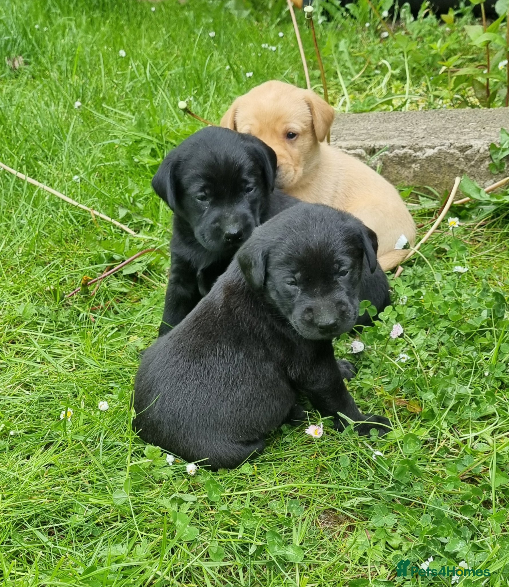 Labrador Retriever dogs Well bred KC registered lab pups - Advert 6