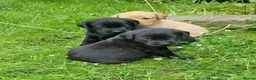 Labrador Retriever dogs for sale: Well bred KC registered lab pups - Advert 9