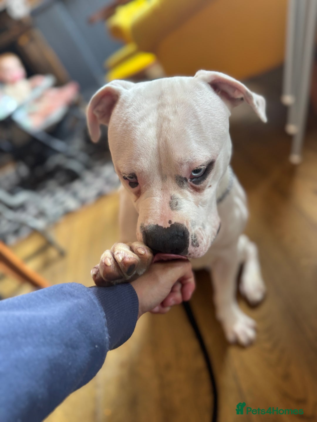 American Bulldog dogs for sale: Male bulldog - Image 12