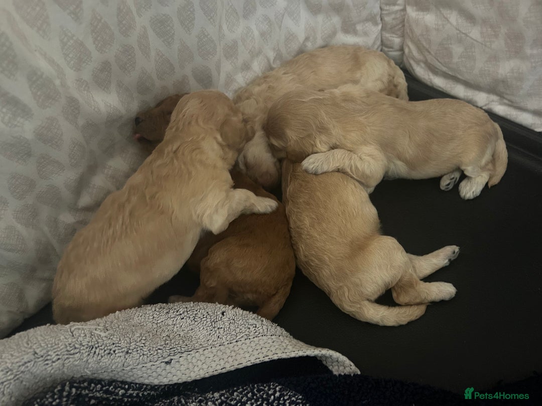Cockapoo dogs for sale: cockapoo babies  - Image 18