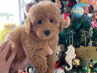 Miniature Poodle dogs Miniature poodles *ready to leave* - Advert 8