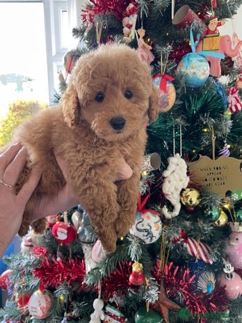 Miniature Poodle dogs Miniature poodles *ready to leave* - Advert 16