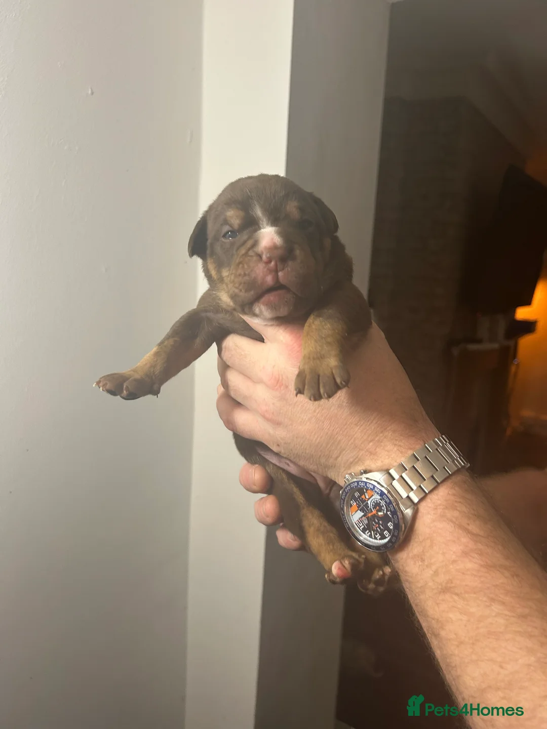 Olde English Bulldogge dogs for sale: 🔥Olde English bulldog puppies 🔥 - Advert 13