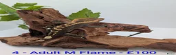 Gecko reptiles for sale: Beautiful Mix of Crested Geckos - Advert 31
