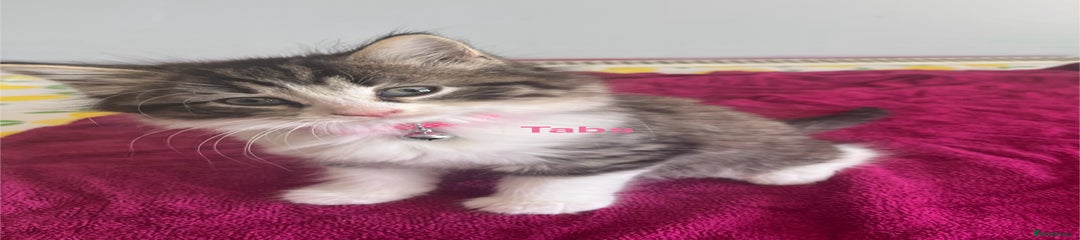 Tabs