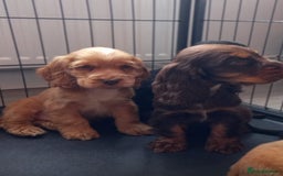 Cocker Spaniel dogs for sale: Cocker spaniel puppies  - Image 3