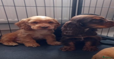Cocker Spaniel dogs - Advert 8