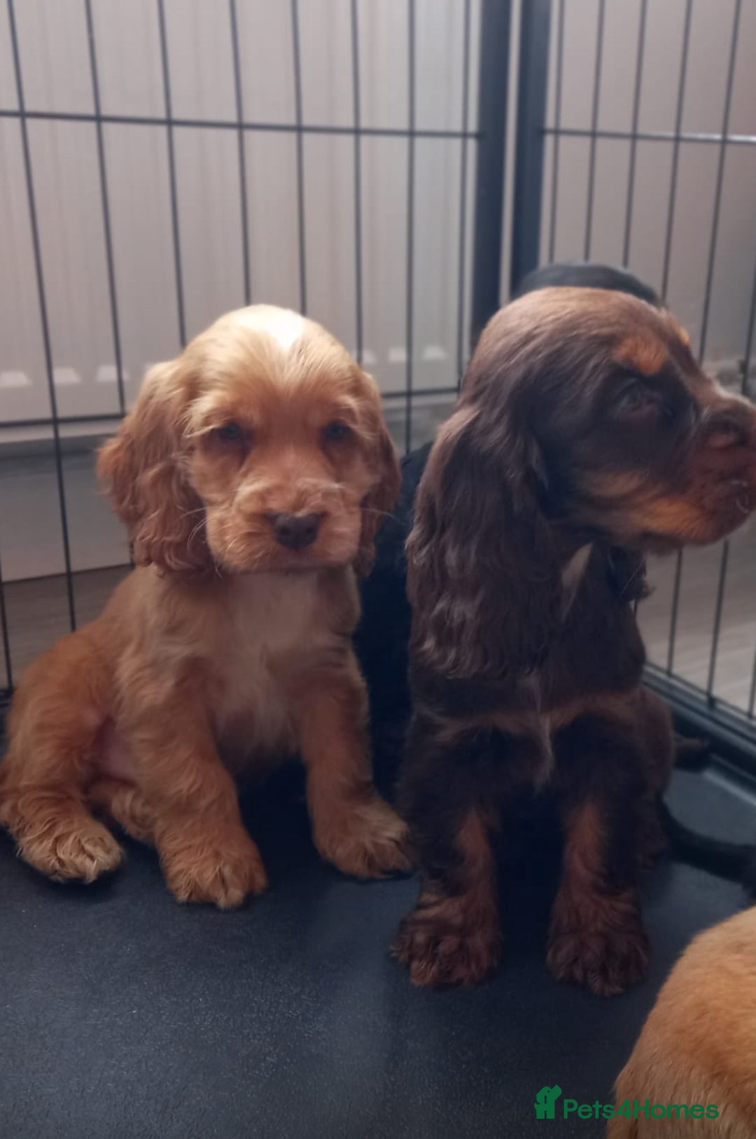 Cocker Spaniel dogs for sale: Cocker spaniel puppies  - Image 3
