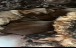 Cockapoo dogs for sale: Amazing cockerpoo pups for sale  - Image 7