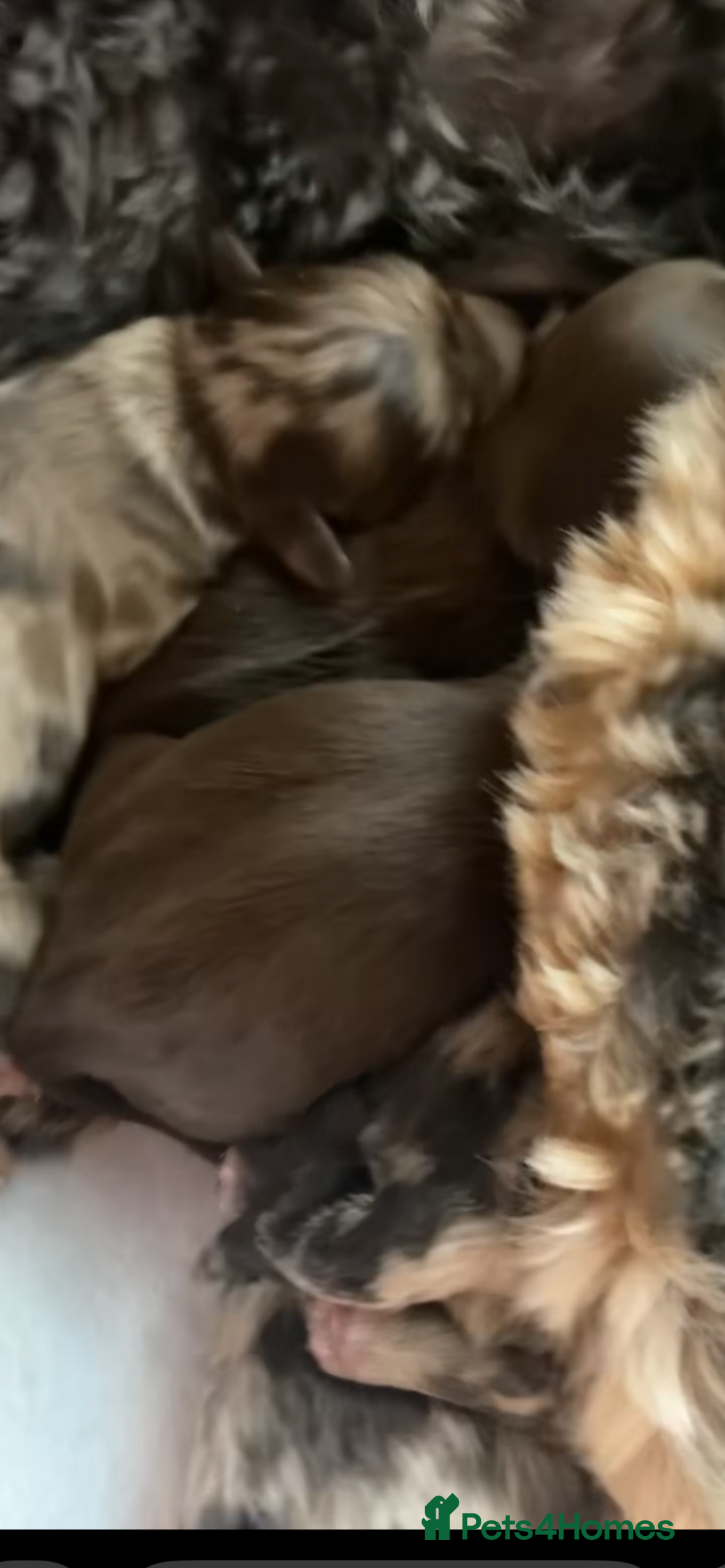 Cockapoo dogs for sale: Amazing cockerpoo pups for sale  - Image 7