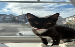 Ragdoll cats for sale: Adorable male kittens looking for loving homes - Image 4