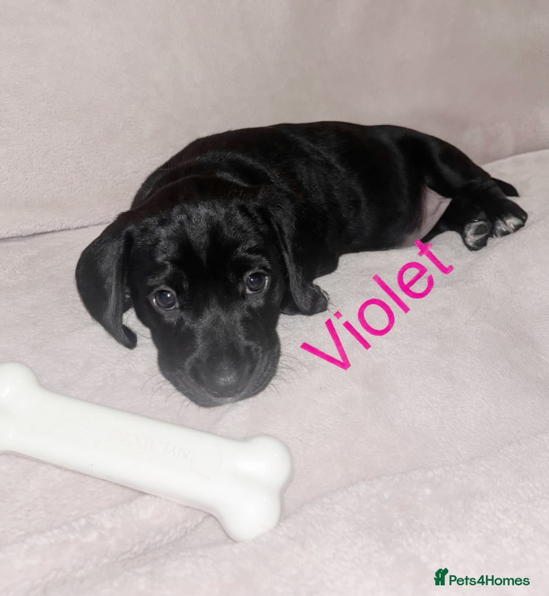 Mixed Breed dogs for sale: Dalmatian x dachshund  - Advert 23