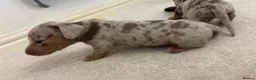 Miniature Dachshund dogs for sale: Stunning dachshund puppies   - Advert 6