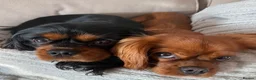 Cavalier King Charles Spaniel dogs for sale: Absolutely Beautiful King Charles Cavaliers  in Chessington - Advert 9