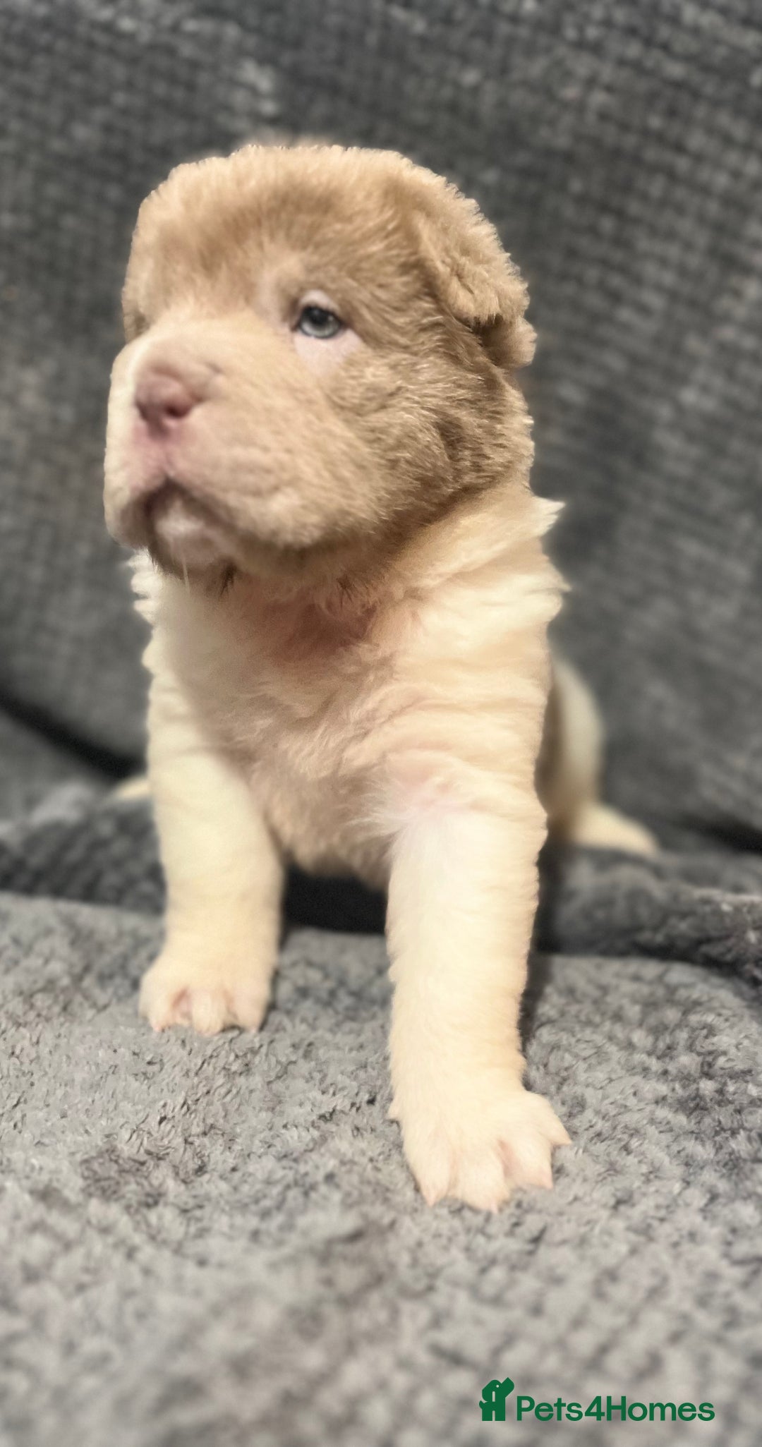 Shar Pei dogs for sale: Ready now amazing bear coat !!!!  - Advert 8