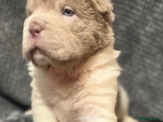 Shar Pei dogs Ready now amazing bear coat !!!! - Advert 12