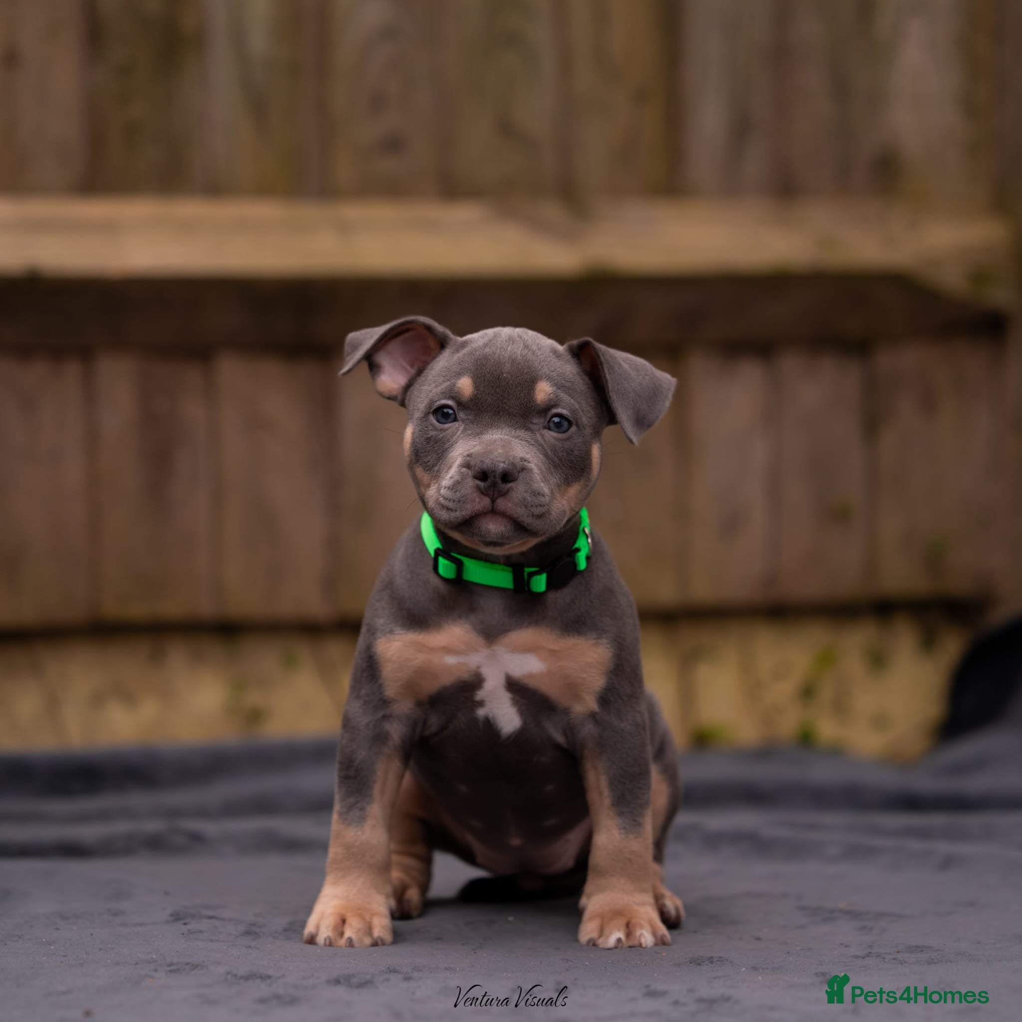 American Bully dogs for sale: American Bully Puppies - Advert 24
