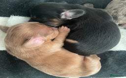 Miniature Dachshund dogs for sale: Long haired dachshund puppies   - Image 8