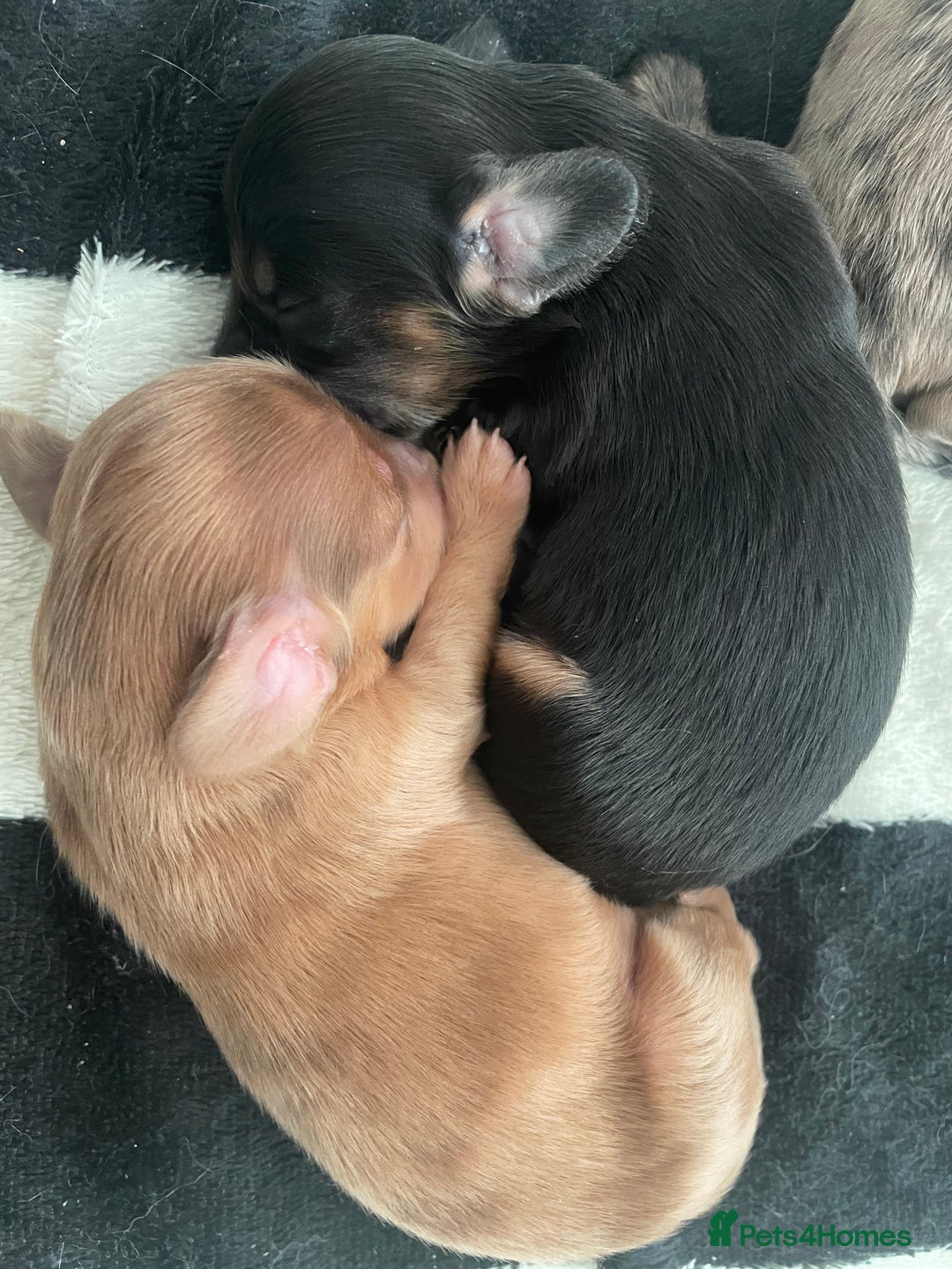 Miniature Dachshund dogs for sale: Long haired dachshund puppies   - Image 8