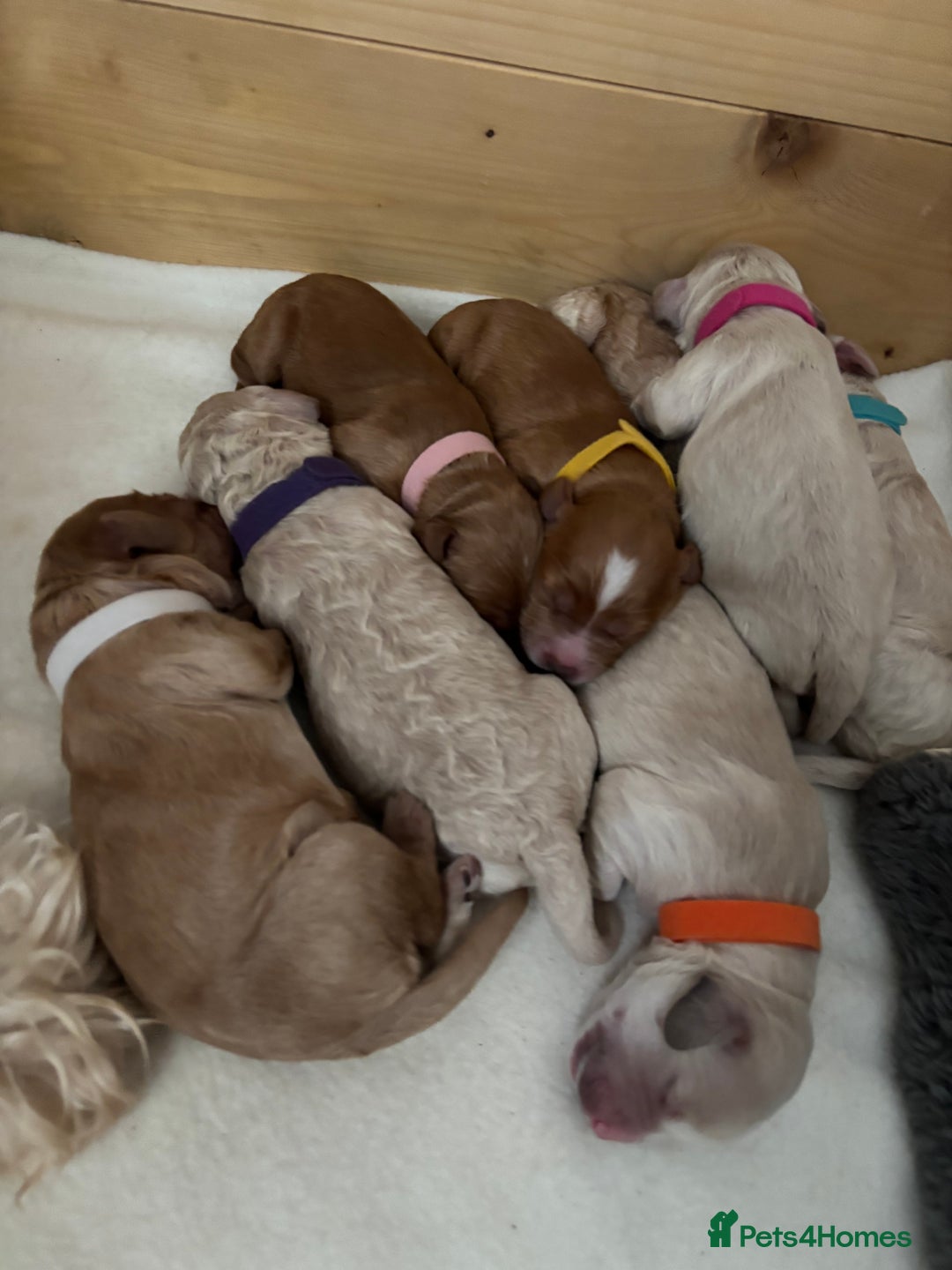 Cockapoo dogs for sale: Cockapoo puppies for sale- extensive DNA tested - Image 5
