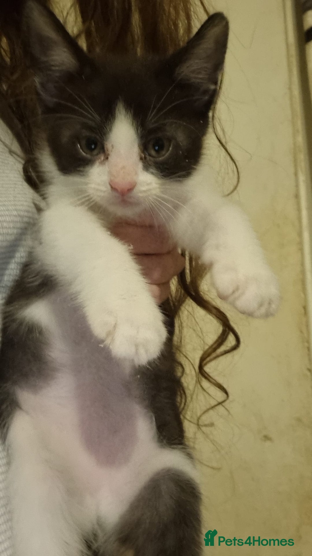 Mixed Breed cats for sale: Kittens - Advert 6