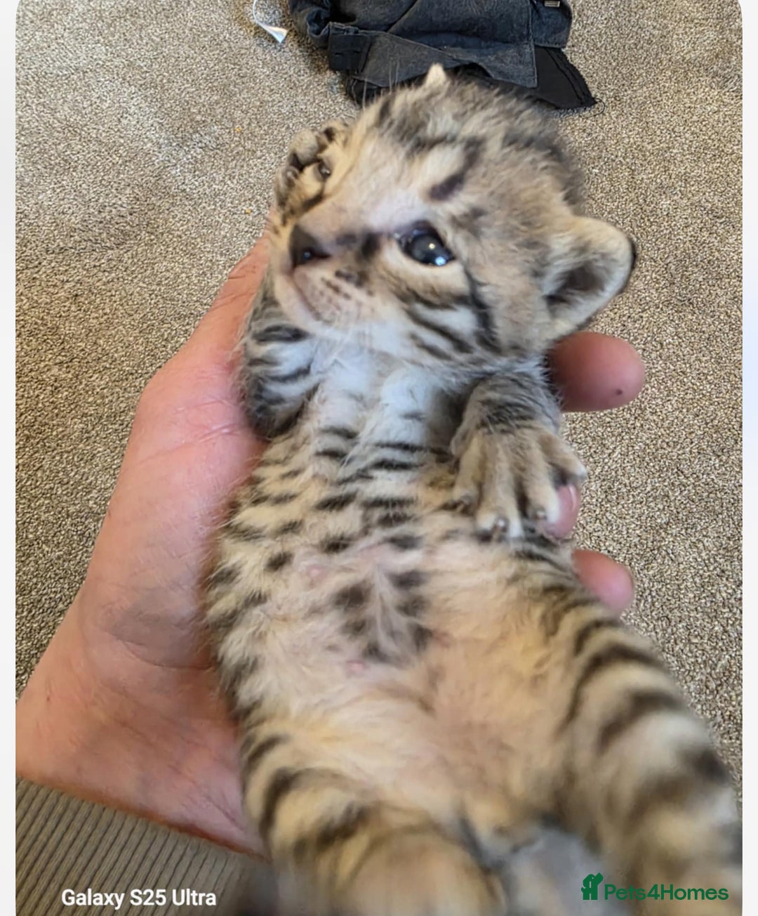 Savannah cats for sale: 2 f3 savannas left !!! - Advert 1