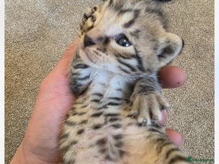 Savannah cats 2 f3 savannas left !!! - Advert 4