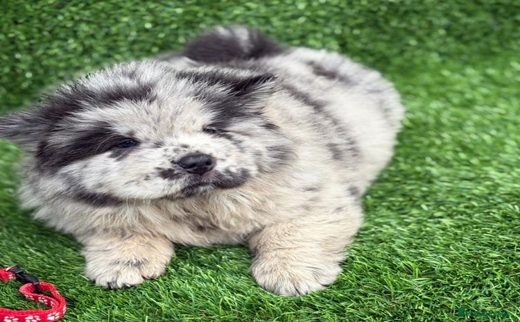 Chow Chow dogs - Advert 4