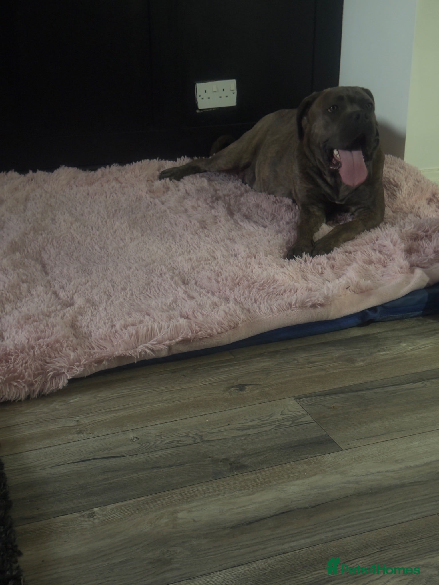 Cane Corso dogs Cane Corso puppies ready to leave  - Advert 1