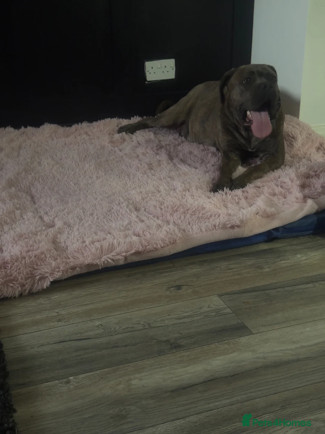 Cane Corso dogs for sale: Cane Corso puppies ready to leave  in Nelson - Advert 1