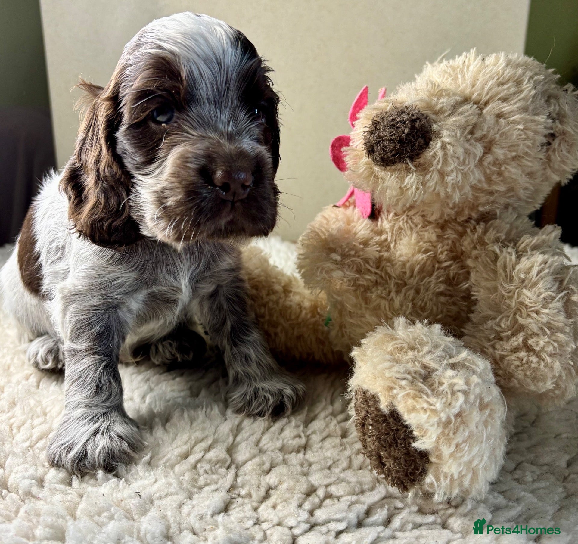 Cocker Spaniel dogs KC reg Cocker Spaniel puppies - Advert 13