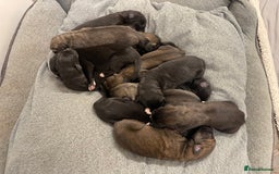 Mixed Breed dogs for sale: WOLFADOODLE F1B REVERSE. IRISH WOLFHOUND X  - Advert 14