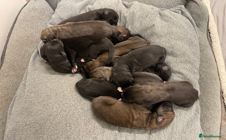 Mixed Breed dogs WOLFADOODLE F1B REVERSE. IRISH WOLFHOUND X  - Advert 2