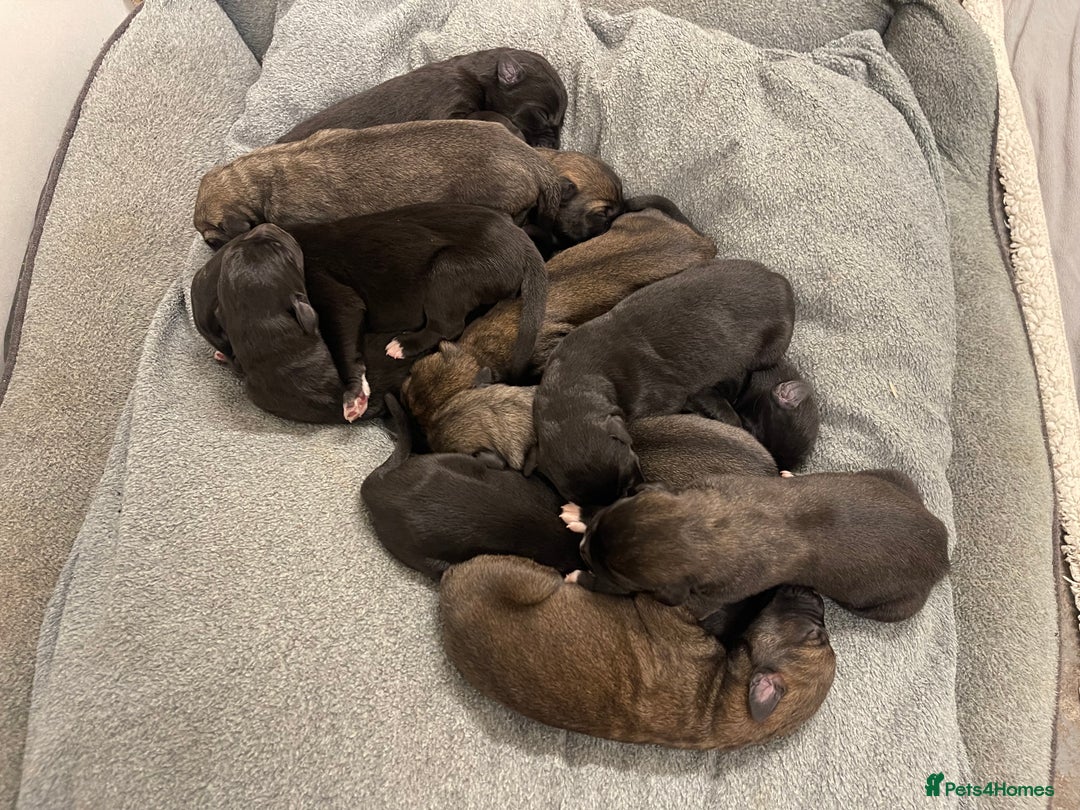 Mixed Breed dogs for sale: WOLFADOODLE F1B REVERSE. IRISH WOLFHOUND X  - Advert 14