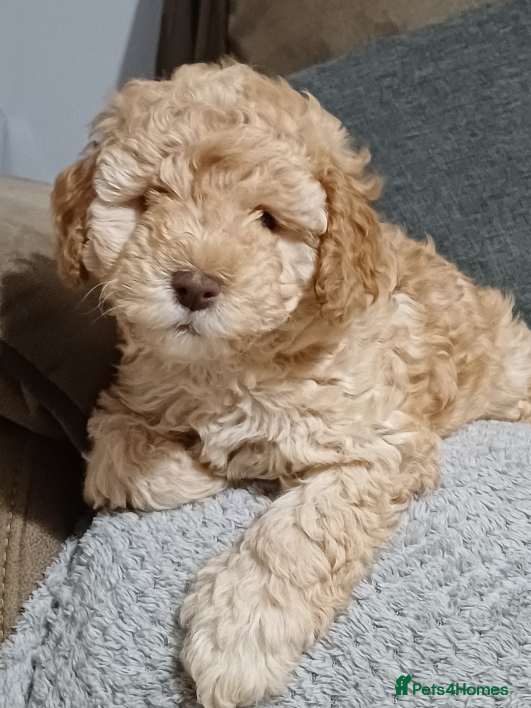 Cockapoo dogs for sale: 3 beautiful puppies for sale £1200 - Advert 12